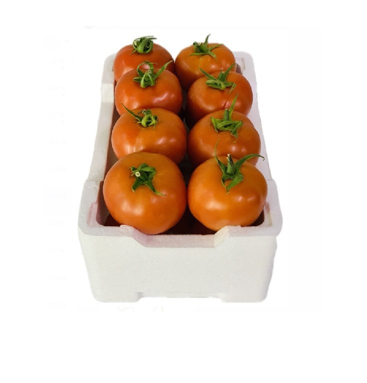 طماطم القصيم